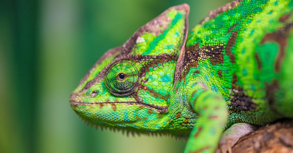 Christians Are Not Called to be Chameleons | The Good Book Blog